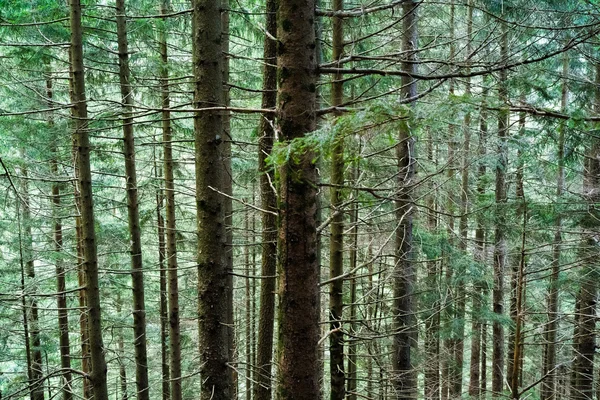 Madera de pino —  Fotos de Stock