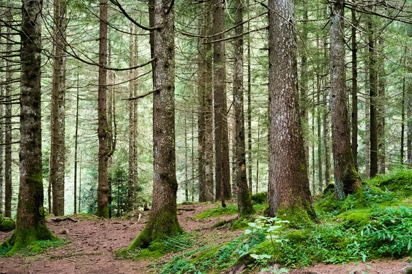 Kiefernholz — Stockfoto