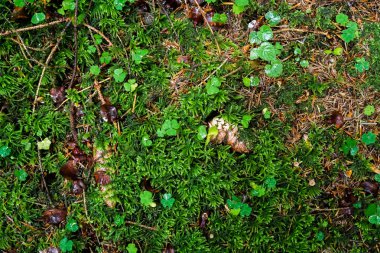 Yeşil yaprakları ve moss
