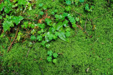 Yeşil yaprakları ve moss
