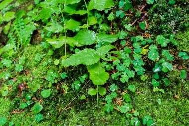 Yeşil yaprakları ve moss