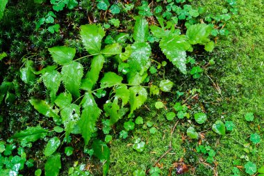 Yeşil yaprakları ve moss