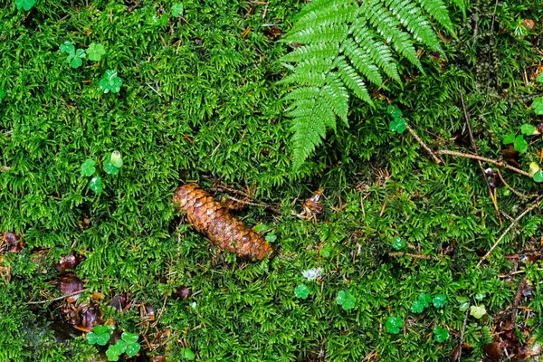 Folhas verdes e musgo — Fotografia de Stock