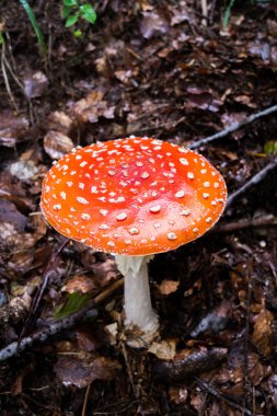 mantar amanita
