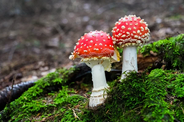 Champignon amanita — Photo