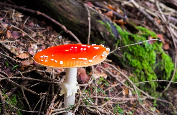 Champignon amanita — Photo