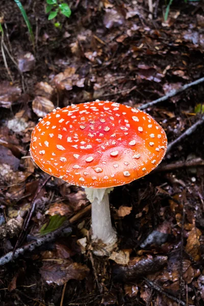 Champignon amanita — Photo