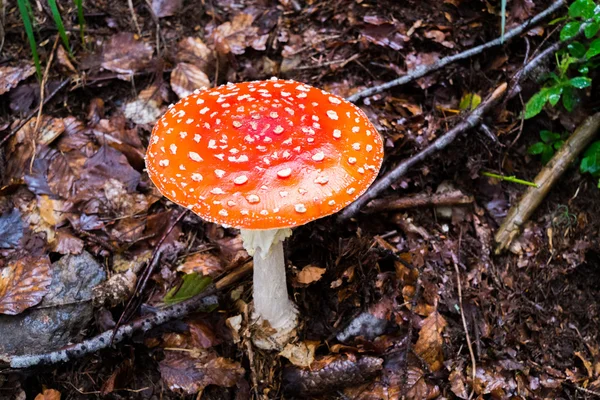 Champignon amanita — Photo