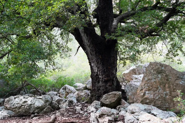 Gamla träd i Sardinien — Stockfoto