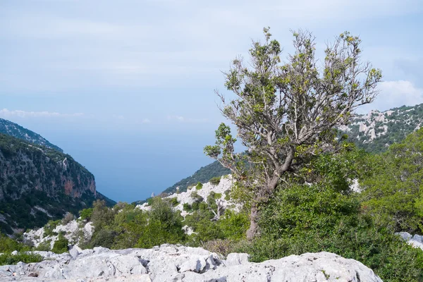 Landscape in Sardinia — Stock Photo, Image