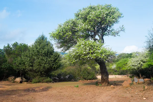 I blomma träd på Sardinien — Stockfoto