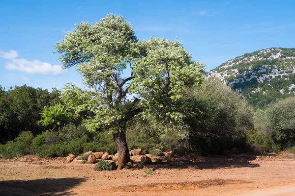 In flower tree in Sardinia — Stock Photo, Image