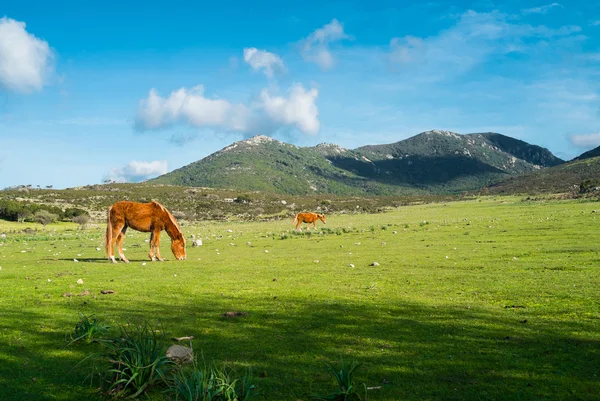 सर्डिनिया मध्ये घोडे — स्टॉक फोटो, इमेज