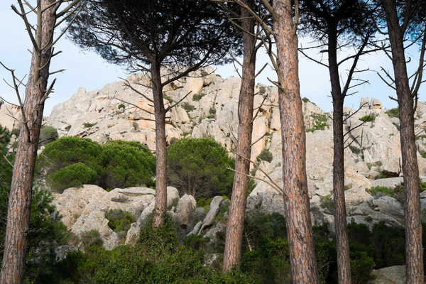 Caprera-ön, Sardinien, Italien — Stockfoto