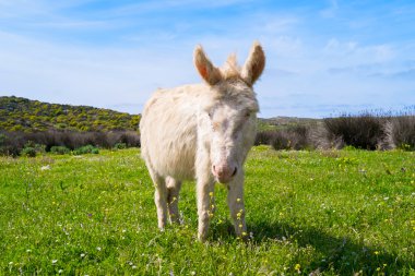 Donkey in Asinara island in Sardinia, Italy clipart