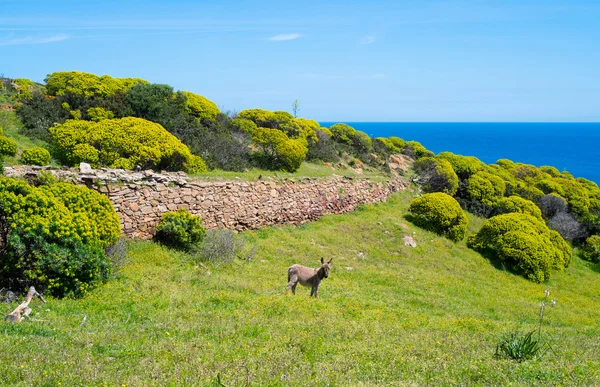 Asinara Adası Sardunya, İtalya