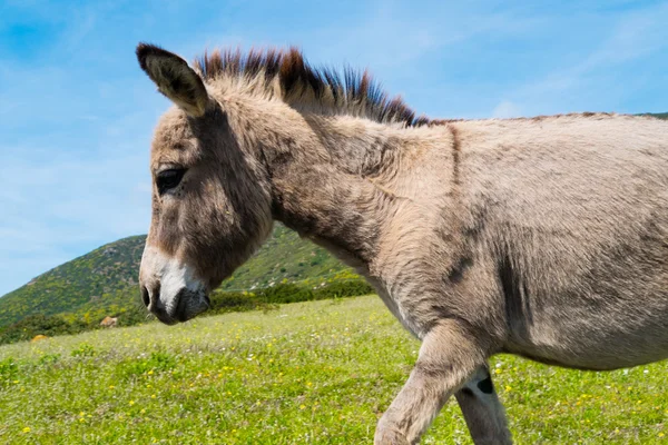 Âne en Asinara île en Sardaigne, Italie — Photo