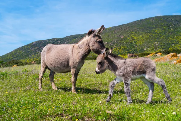 Eşekler Asinara Adası Sardunya, İtalya — Stok fotoğraf