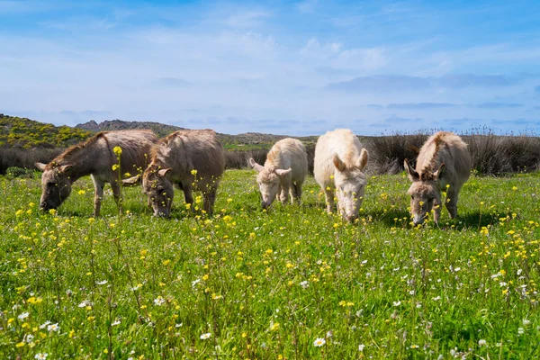 Burros en la isla de Asinara en Cerdeña, Italia — Foto de Stock