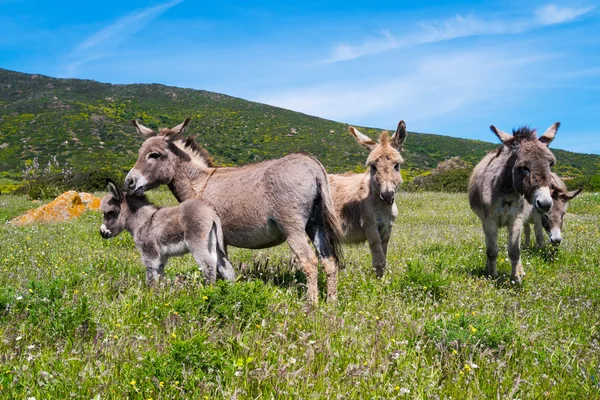 Burros en la isla de Asinara en Cerdeña, Italia Imagen De Stock