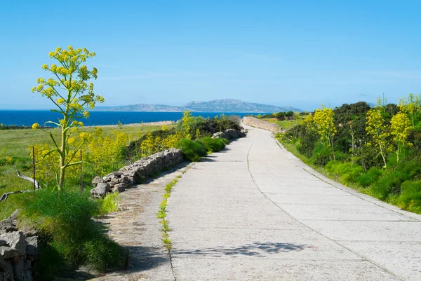 Asinara island in Sardinia, Italy — Stock Photo, Image