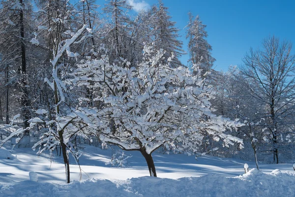 ÁRBOL CON SNOW — Foto de Stock