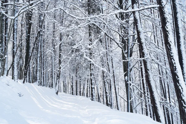 Bosque con nieve — Foto de Stock