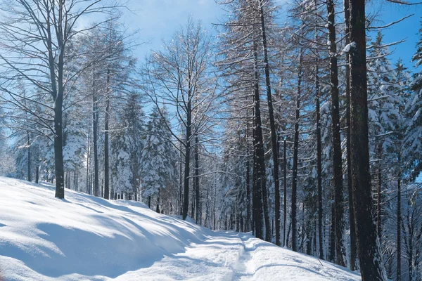 Bosque con nieve — Foto de Stock