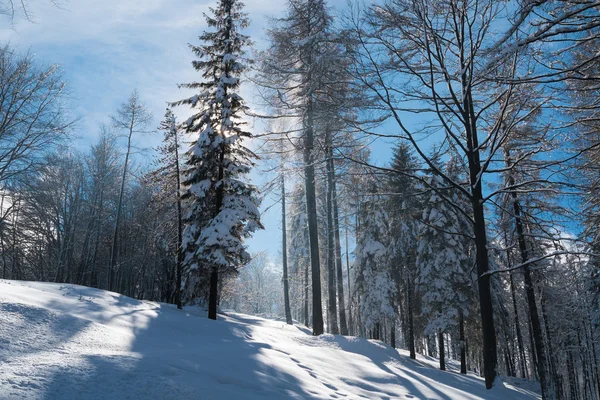 Bos met sneeuw — Stockfoto
