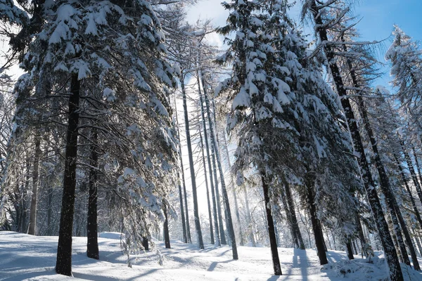 Foresta con neve — Foto Stock