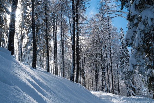 Bosque con nieve —  Fotos de Stock