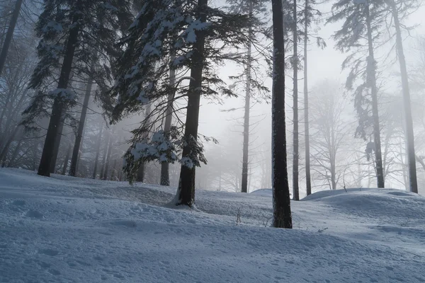 Foresta con neve — Foto Stock