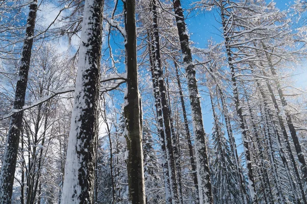 Bos met sneeuw — Stockfoto