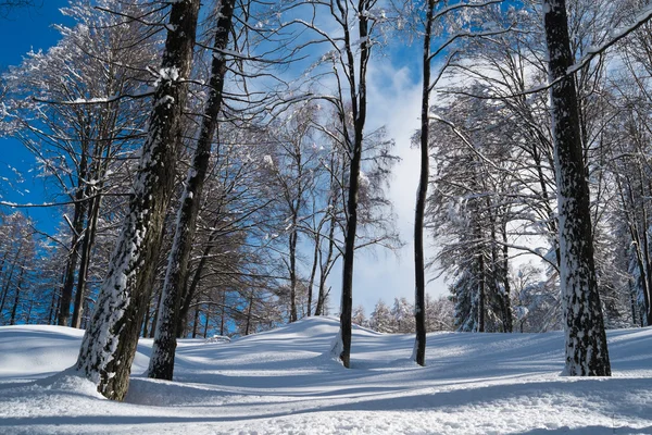 Bosque con nieve — Foto de Stock