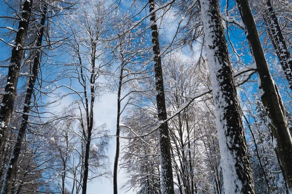 Bos met sneeuw — Stockfoto