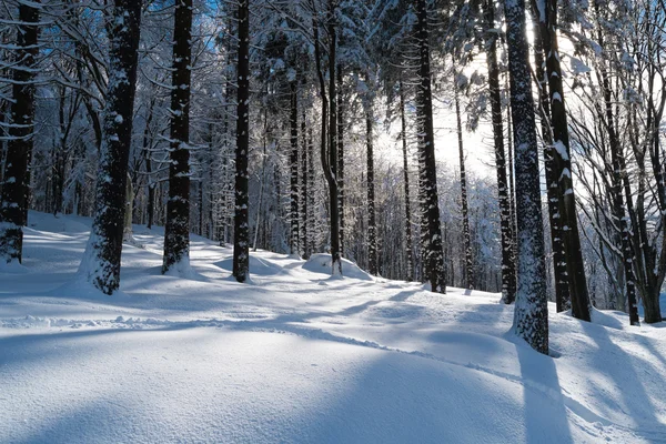 Bosque con nieve — Foto de Stock