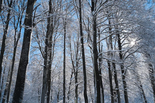 Foresta con neve — Foto Stock