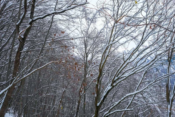 Rami con neve — Foto Stock