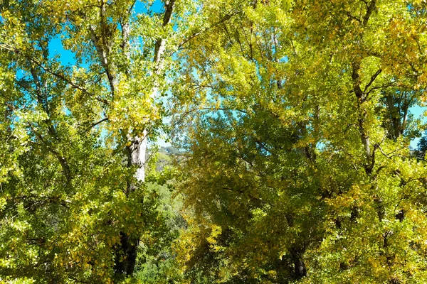 Tree in autumn — Stock Photo, Image