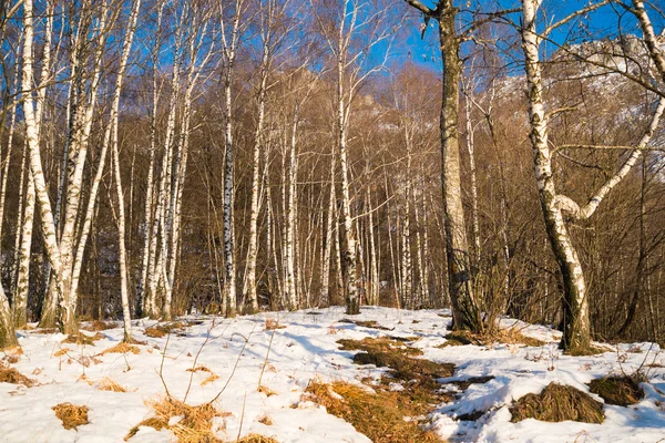 Legno di betulla — Foto Stock