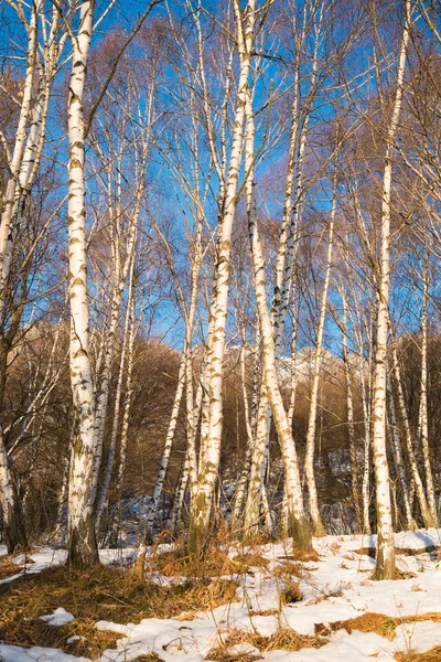 Legno di betulla — Foto Stock