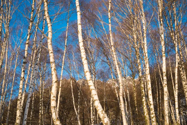 Madera aserrada — Foto de Stock