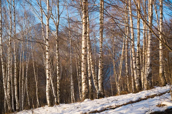 Legno di betulla — Foto Stock