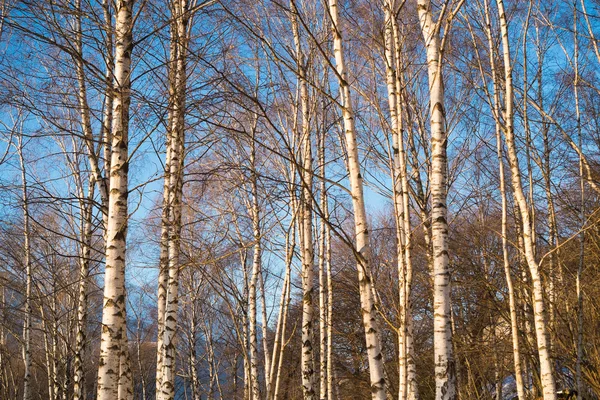 Madera aserrada — Foto de Stock