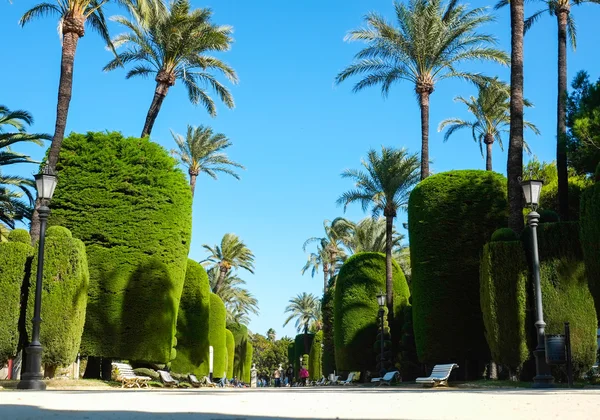 Park w Cadiz — Zdjęcie stockowe