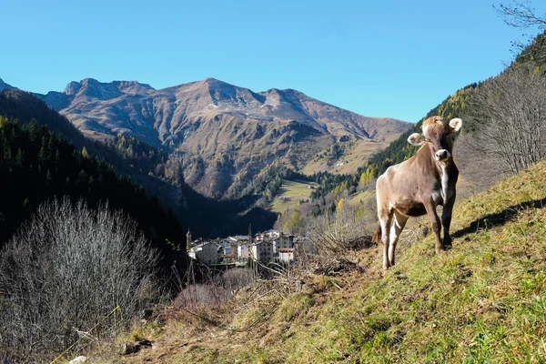 Vache sur les Alpes — Photo