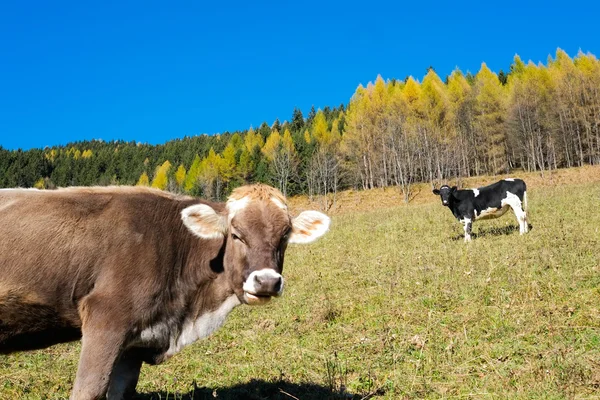 在秋季的牛 — 图库照片