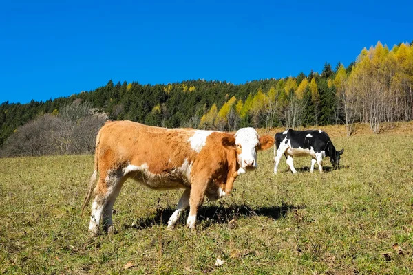 Cows in autumn — Stock Photo, Image