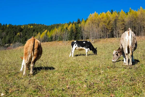 Krowy w jesieni — Zdjęcie stockowe
