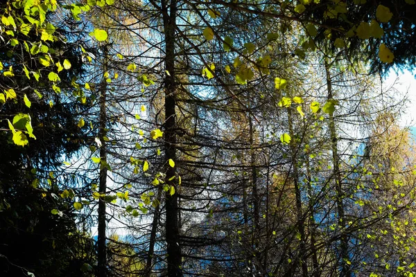 Az őszi erdő — Stock Fotó